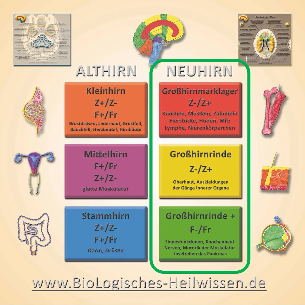 Tabelle zur Einteilung der Organe nach Althirn und Neuhirn im BioLogischen Heilwissen.