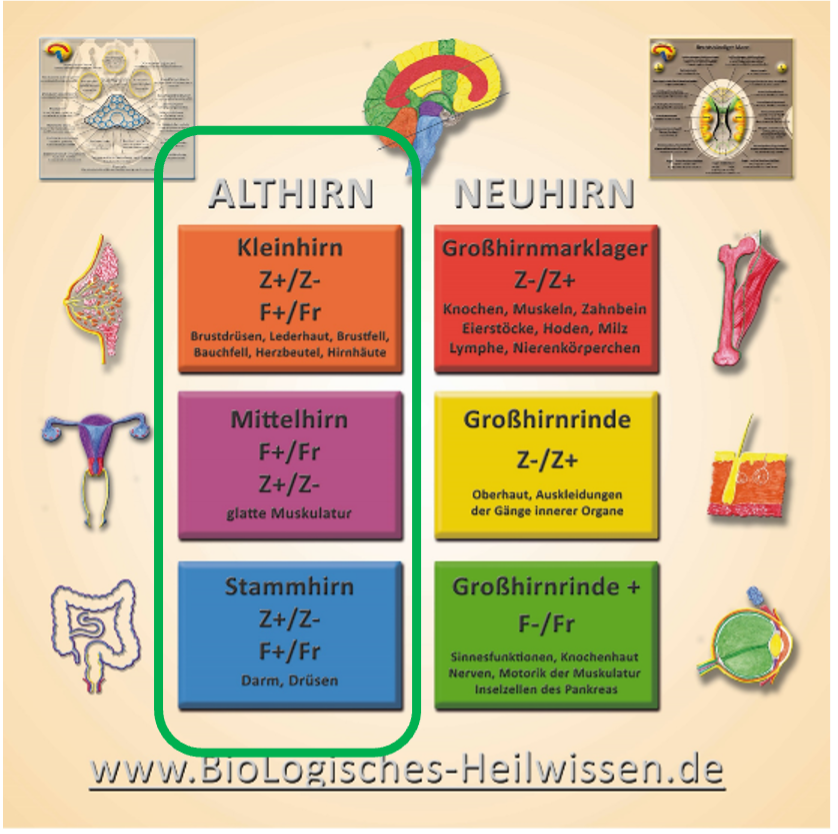 Grafik zur Einteilung der Organe nach Althirn und Neuhirn im BioLogischen Heilwissen. Das Althirn ist hervorgehoben.